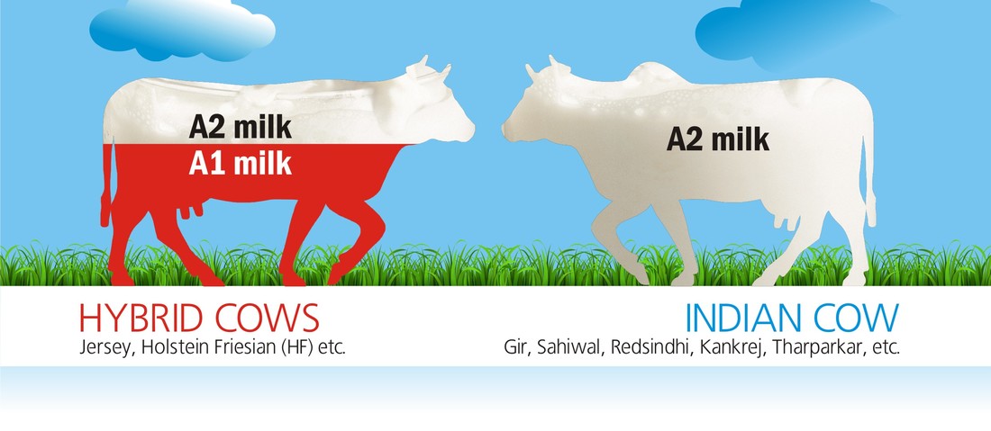 A2 Milk Home Delivery In Mumbai, Pune, Delhi NCR, Gurgaon - Daulat ...